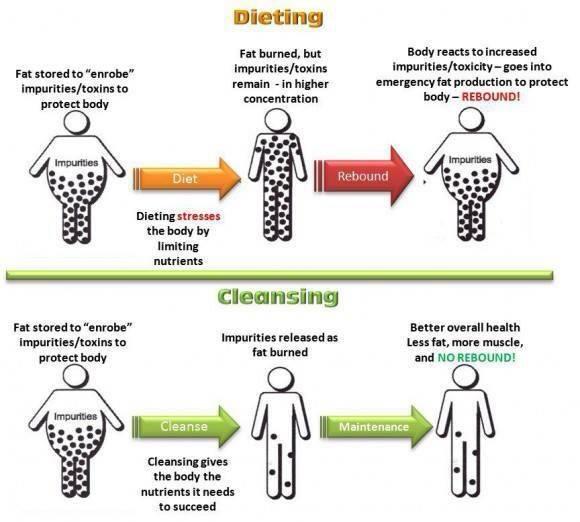 toxins in the body and fat