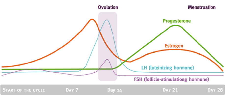 Hormone levels through the menstrual cycle